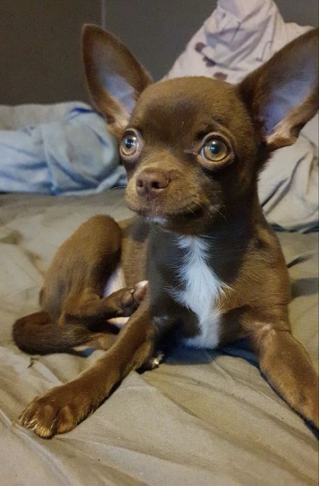 Чихуахуа розкішні дівчатка в окрасі шококолад.