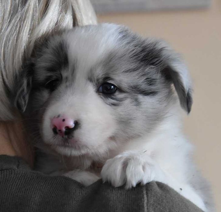 Szczenie Border Collie