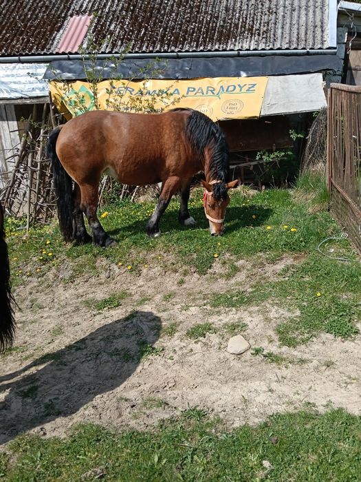 Klacze zimnokrwiste