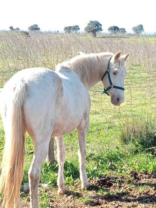 vendo égua Isabel 8 anos