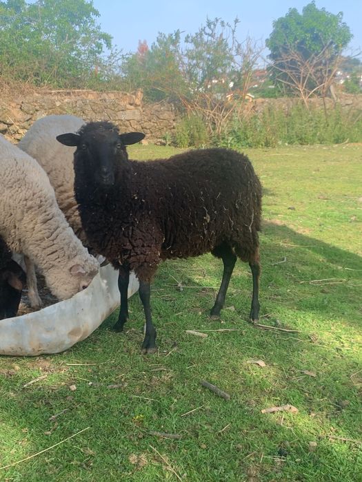 Ovelhas e cabras novas
