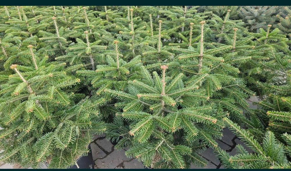 Choinki Jodła, Sosna, Świerk wysokość, 40-350cm DOWÓZ GRATIS!!!