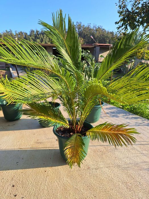 Sagu de jardim (cycas revoluta)
