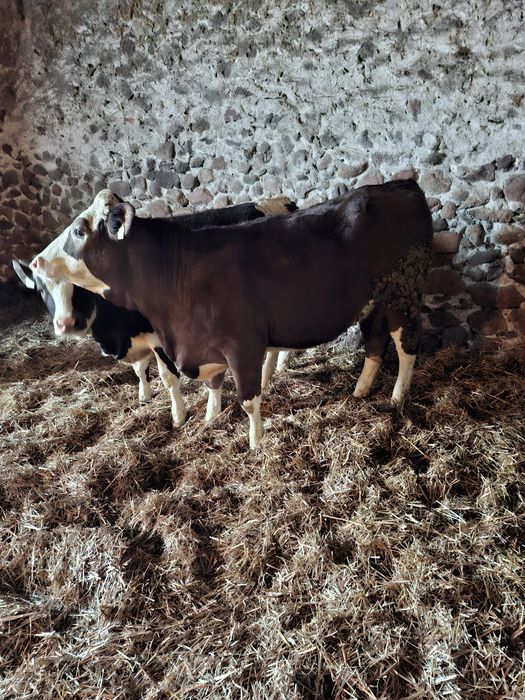 Byczki Jałówki odsadki żeruny cielaki