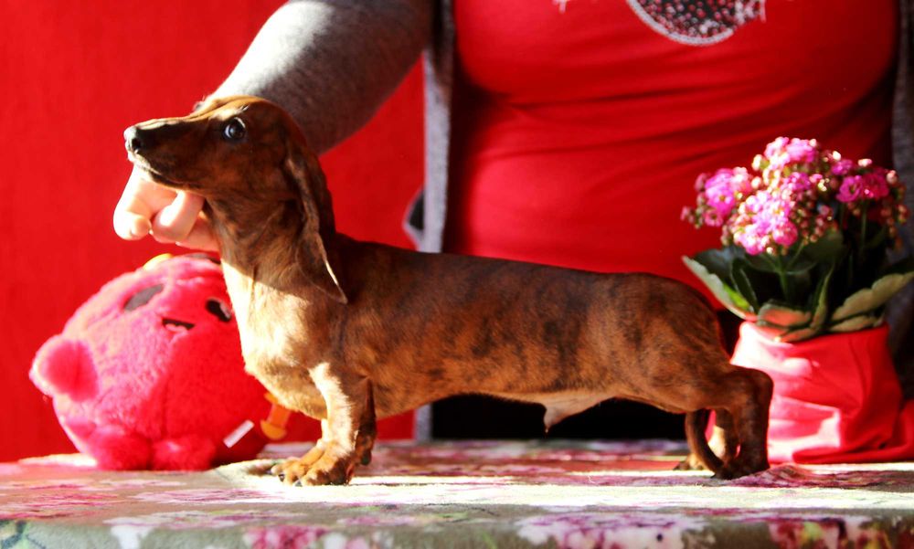 Jamnik króliczy krótkowłosy ZKwP/FCI cudny ALFIŚ