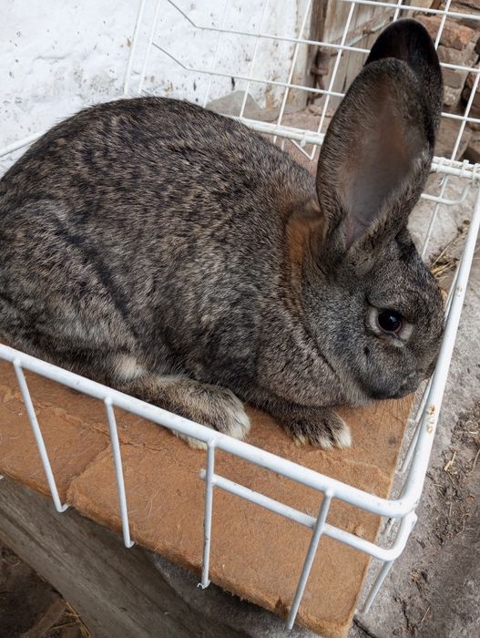 Молода самочка. .