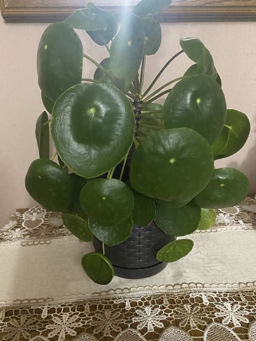 Sadzonka Pilea (Pieniążek)