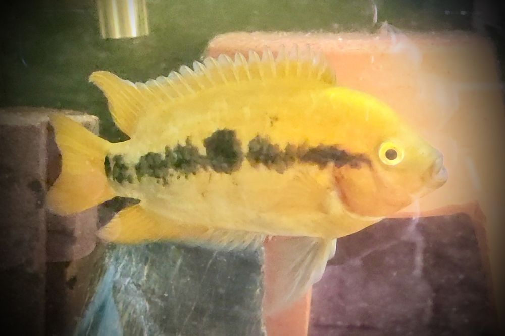 Ciclídeo Herotilapia Multispinosa