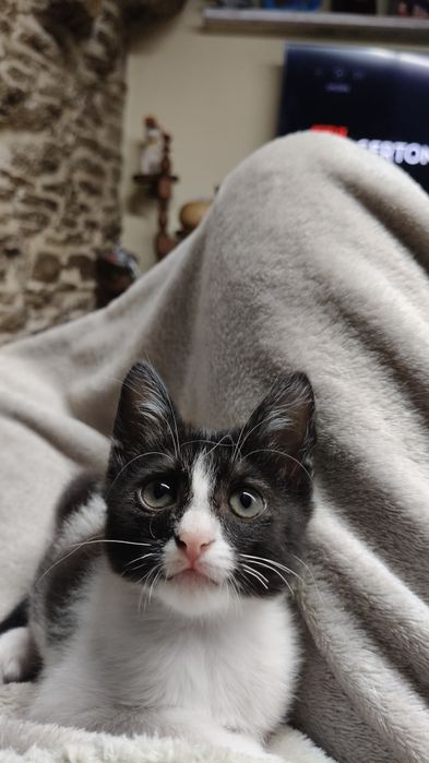 Gatinha fêmea para adoção