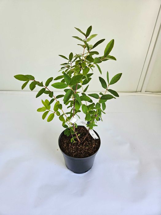 Jagoda kamczacka 'Zojka' (Lonicera caerulea var. kamtschatica 'Zojka')