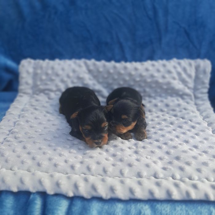 Yorkshire terrier piesek
