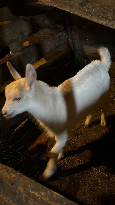 Молоденький цап (2 місяці)