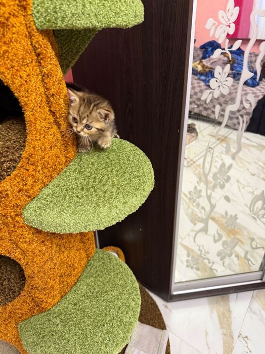 Шотландські кошенята