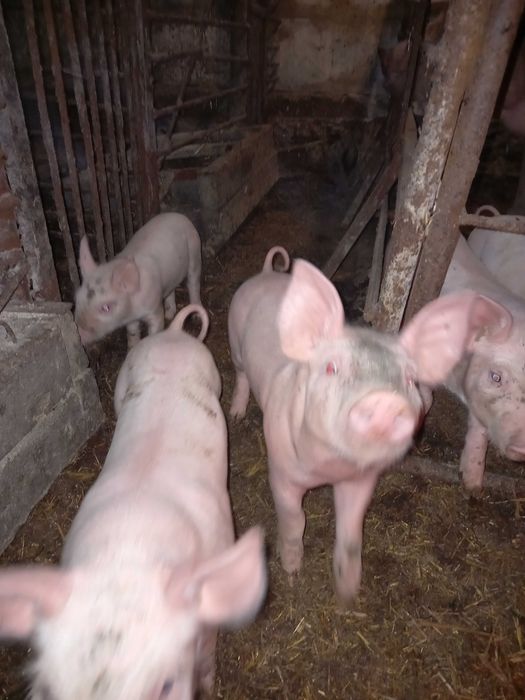 Продаж малих поросят
