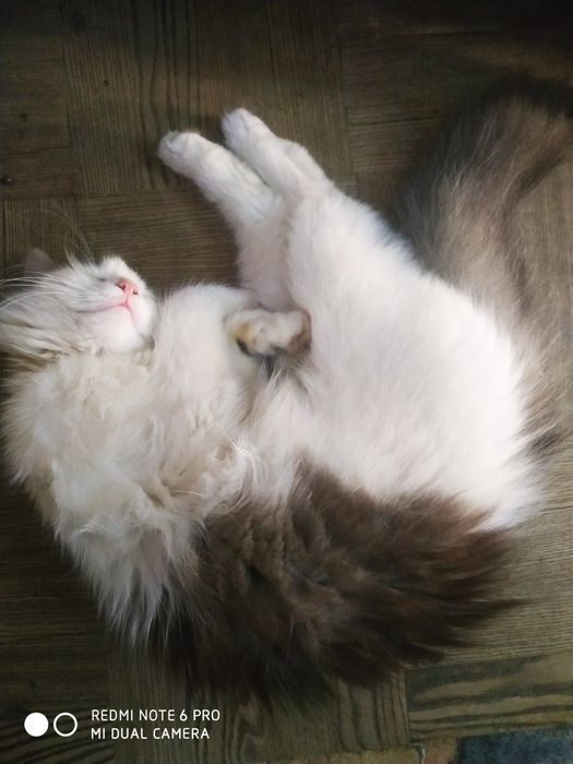 Животные бесплатно.