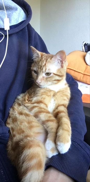 Cat Sitter em Cascais – Cuidados Completos, Medicação e Mimos para o seu Gato