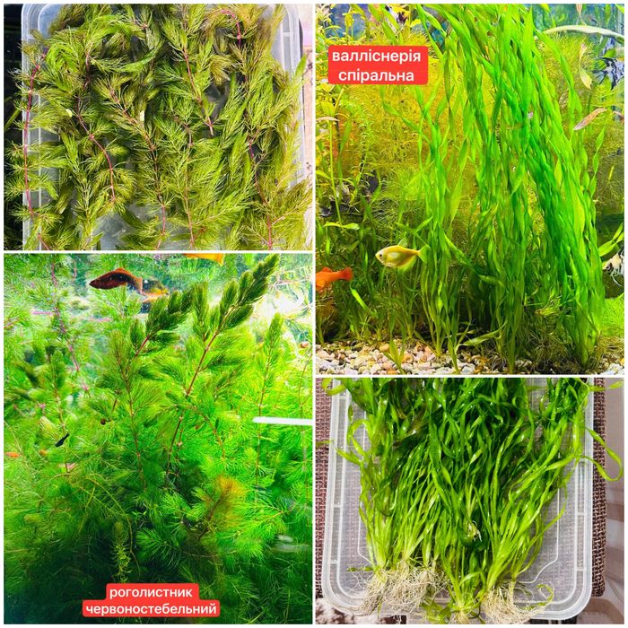 Рослини для черепах.Растения для черепах.Корм для черепах-ряска,пістія