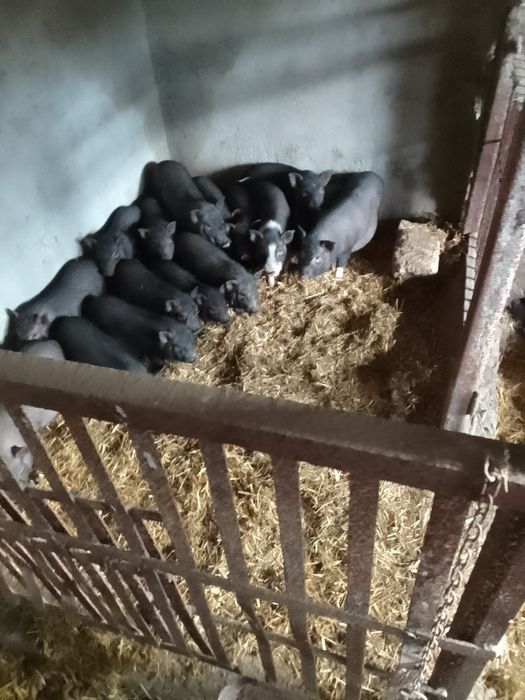 Продам в'єтнамсьні поросятка