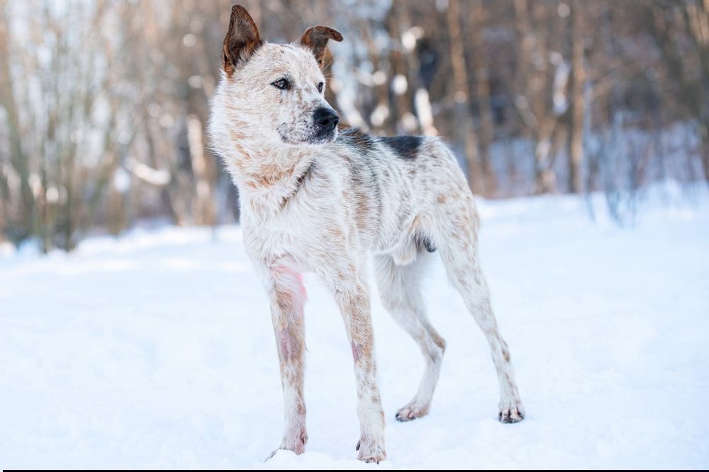 Tutti - sympatyczny, proludzki i wesoły psiak
