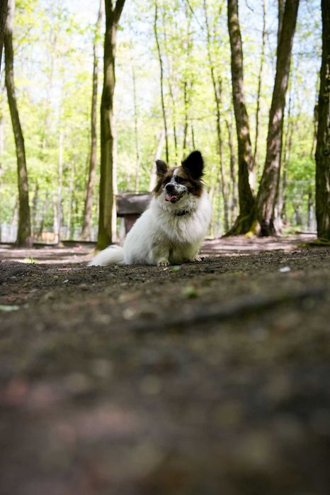 Uroczy Gremlin czeka na dom