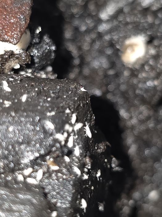 Skoczogonki - ekipa sprzątająca