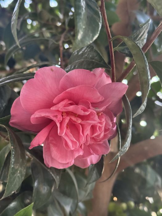 Camélia ( Flor cor de rosa)