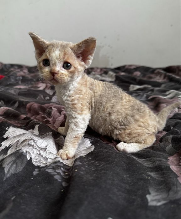 Irish Mist - urocza koteczka Devon Rex WCF