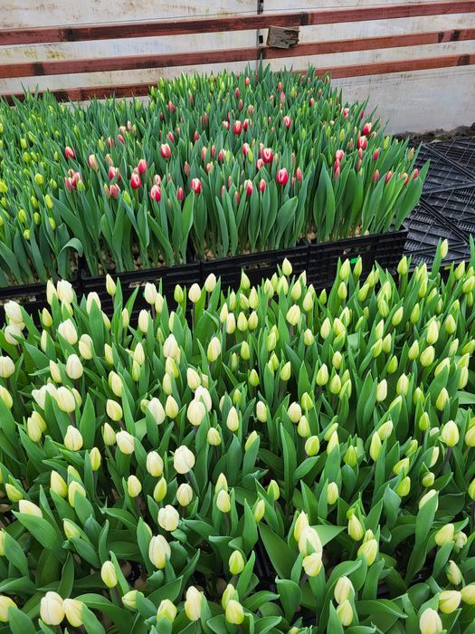 Цибулини тюльпана після вигонки 140 гр