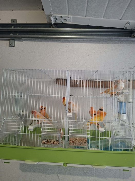 Vendo canarios     .