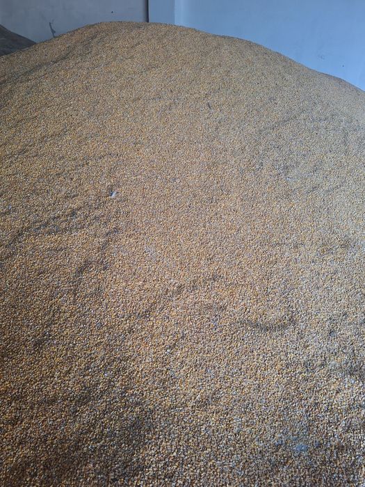 Kukurydza paszowa sucha