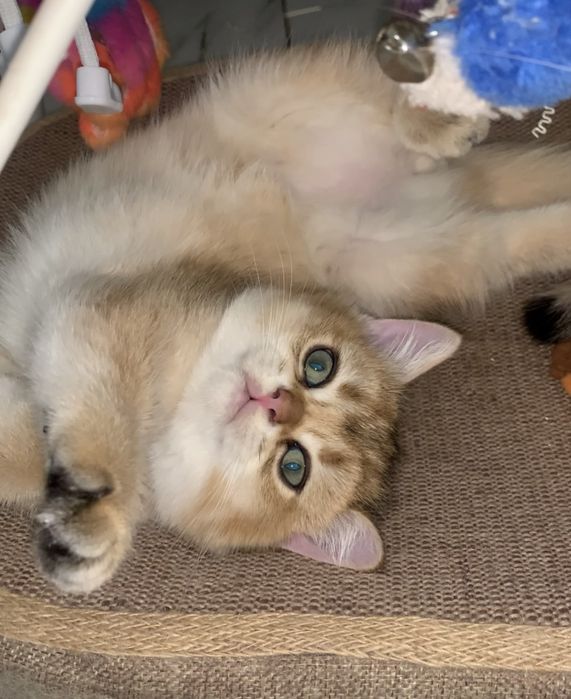 Шикарний котик Золота Шотландська Шиншилла