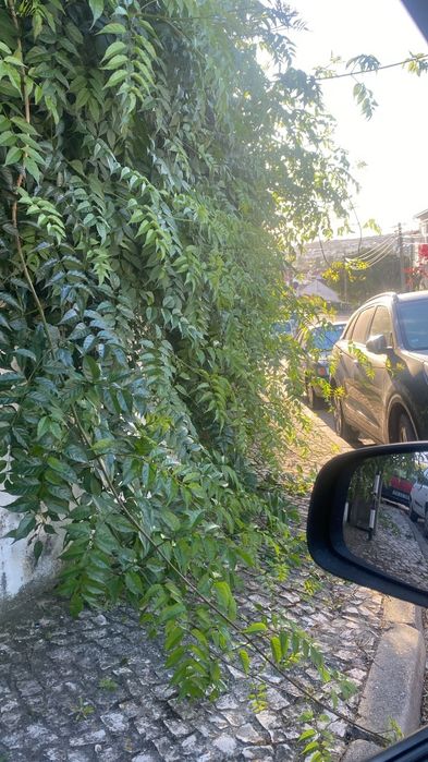 Jardinagem e manutenção