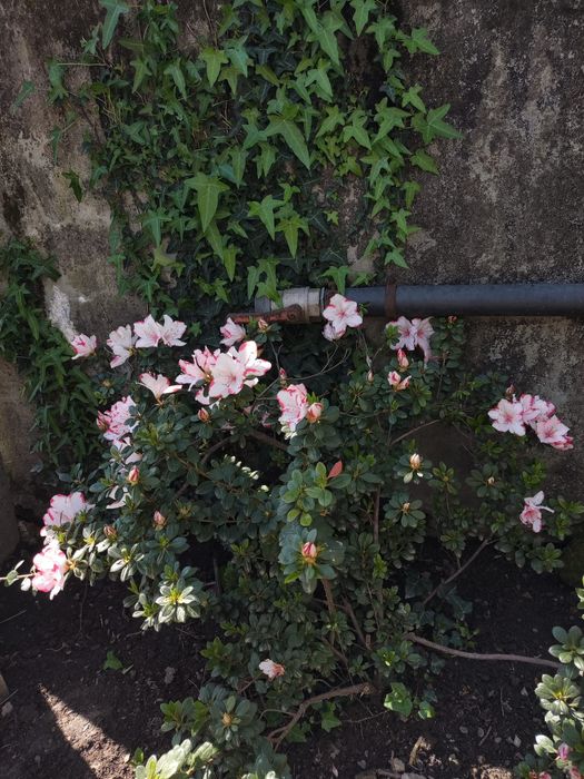 Azálea (Rhododendron)