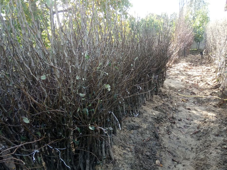 Drzewka Owocowe Wysyłka jabłoń gruszka śliwa wiśnia Producent