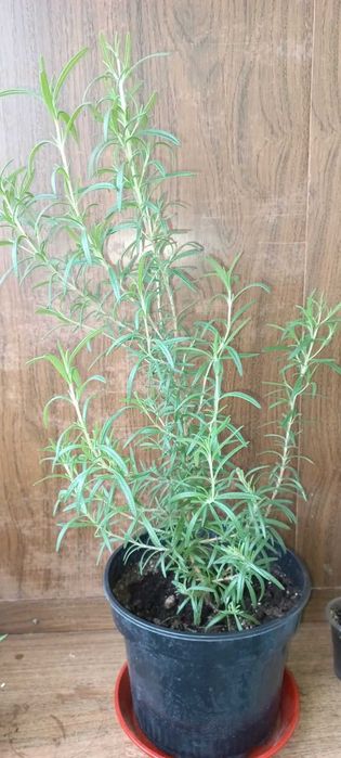 Розмарин , фикус бенджаміна