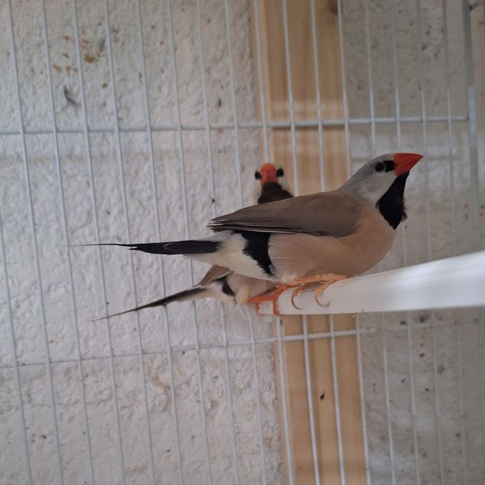 Aves para cedência diamantes bavete, mascarados, Degolados