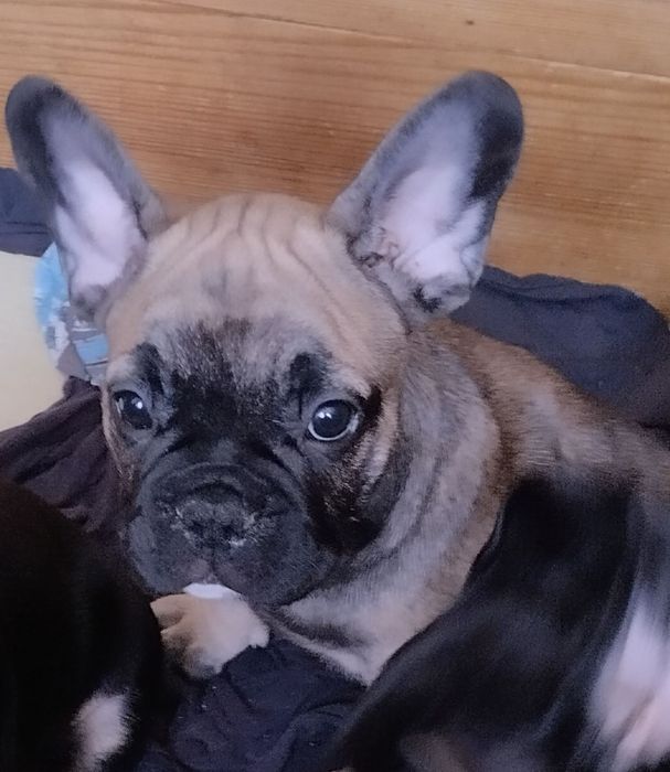 Продаємо щенків .