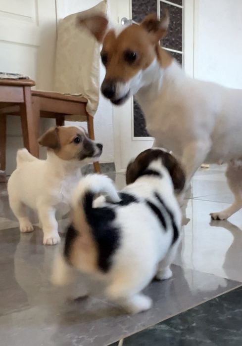 Цуценята Джек Рассел тер'єр