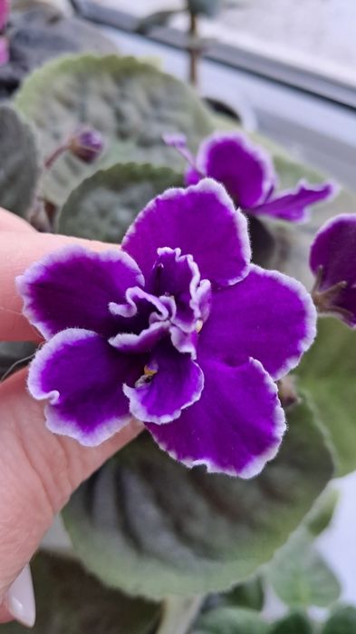 Вазони  для дому