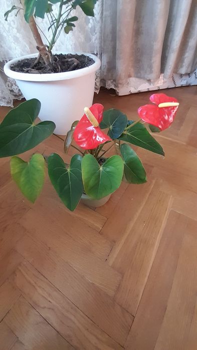 Антуріум (чоловіче щастя) на подарунок