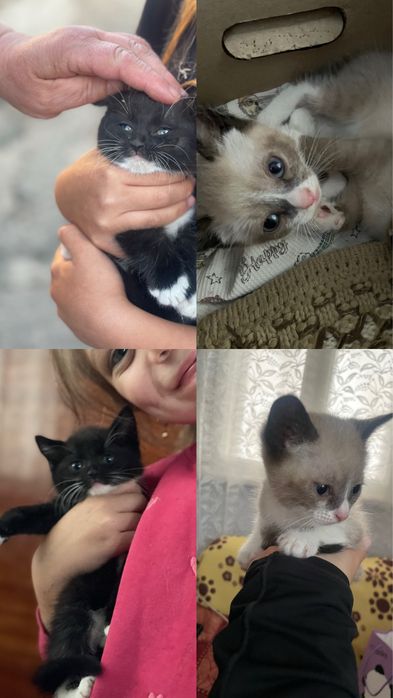 Кошеня,котик,котики