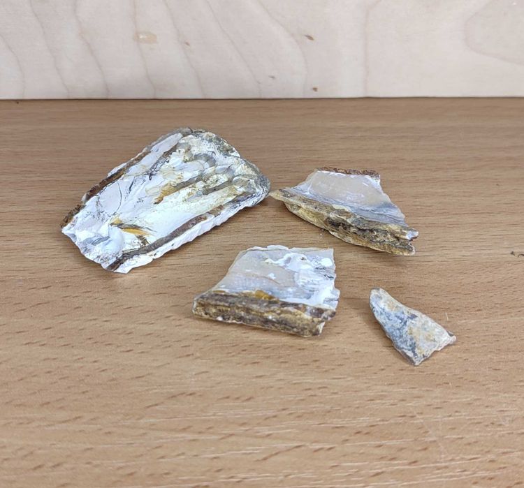 Коллекция Камней и Окаменелостей