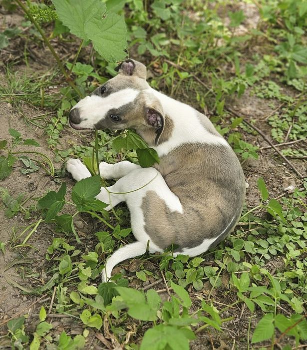 Chart angielski whippet piesek