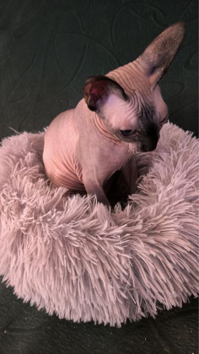 Кошеня сфінкс, котята сфинкс