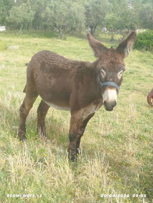 Burro de raça Mirandela para venda.