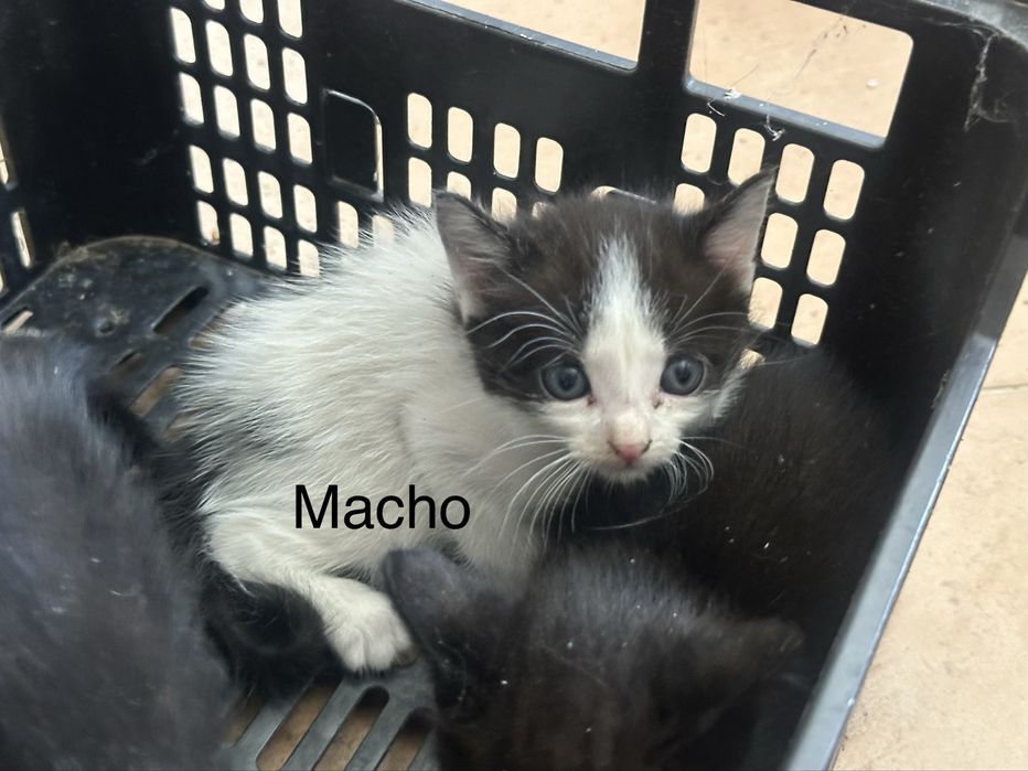 Dou gatinhos bebés