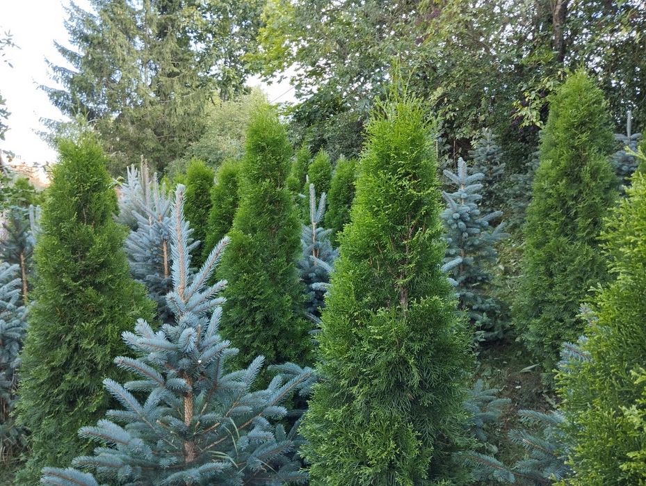 choinki i tuje na sprzedaż