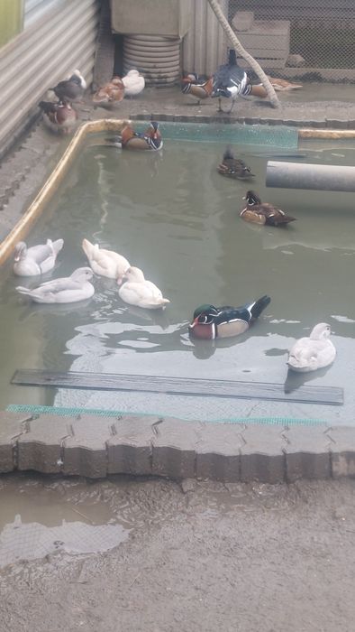 Kaczki mandarynki karolinki