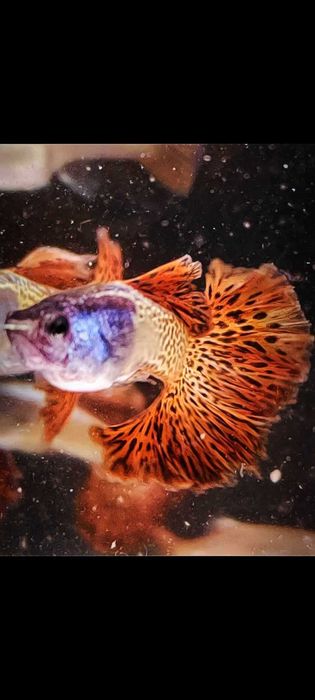 Gupik gupiki Metal Red Lace