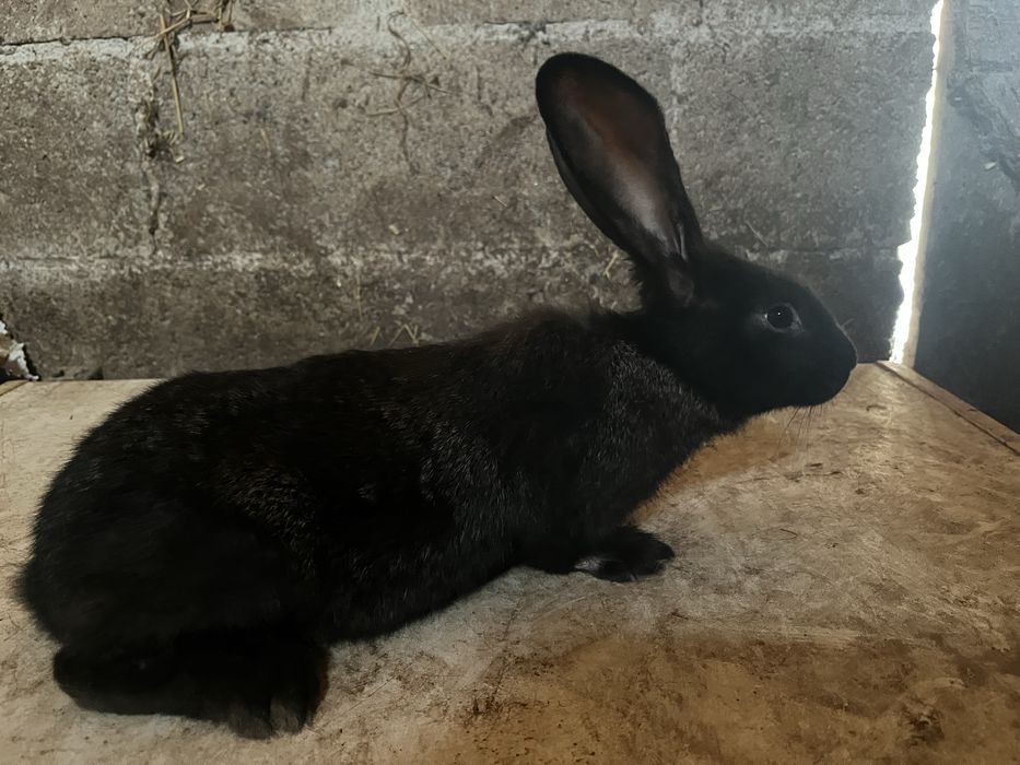 Vendo coelhos novos raça grande